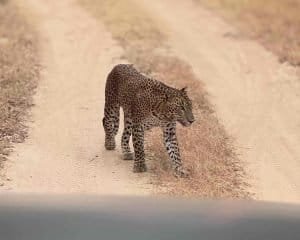 The famous Yala leopard Lukas walking on dirt road in Yala National Park safari