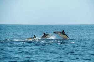 7 Epic Things to Do in Arugam Bay in 2026: Your Ultimate Guide 9 Dolphins spotted in the Arugam Bay beach in Arugambay Agenda's sea boat safari in Arugam Bay