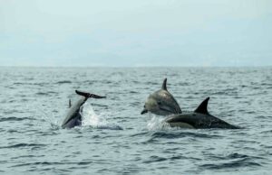 Dolphins jumping above the ocean during a sea boat safari, one of the things to do in Arugam Bay, offering an exciting marine wildlife experience